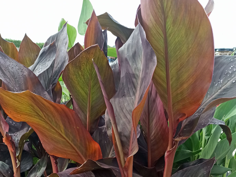 XXL Blumenrohr - Canna glauca indica